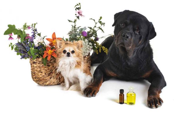 Aromaterapia para mascotas